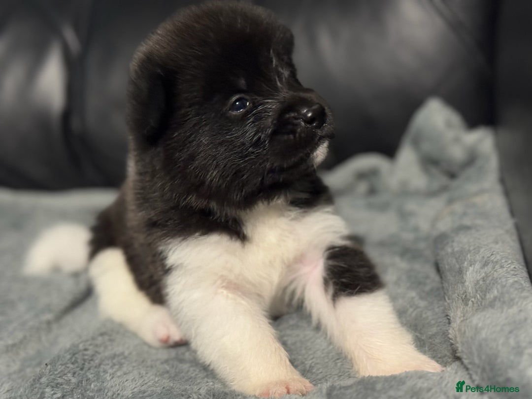 Akita dogs for sale: American Akita pups - Image 6