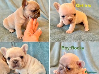 French Bulldog dogs French Bull Dog Puppies - Advert 18