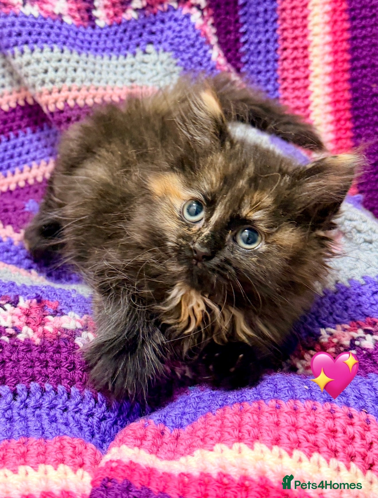 Maine Coon cats 💖 MAINE COON X RAGDOLL *PARENTS HEALTH TESTED* 💖 - Advert 2