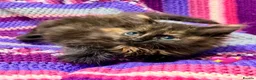 Maine Coon cats for sale: 💖 MAINE COON X RAGDOLL *PARENTS HEALTH TESTED* 💖 - Advert 10