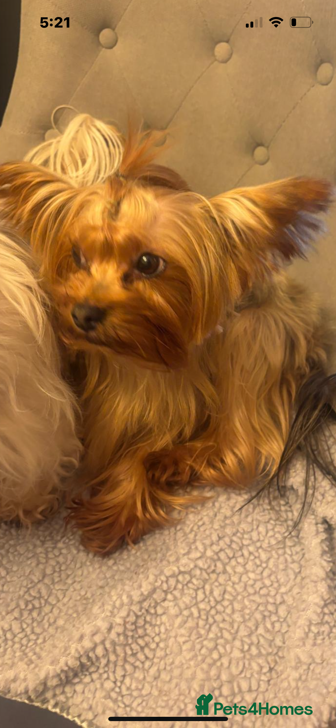 Yorkshire Terrier dogs for sale: 4 year old Yorkshire terrier girl   - Advert 1