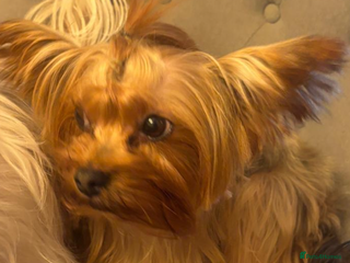 Yorkshire Terrier dogs 4 year old Yorkshire terrier girl - Advert 1