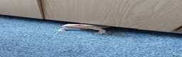 Bearded Dragon reptiles for sale: beardie in Southport - Advert 2