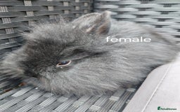Lionhead rabbits for sale: Double maned lion head babies ready to leave now - Image 4
