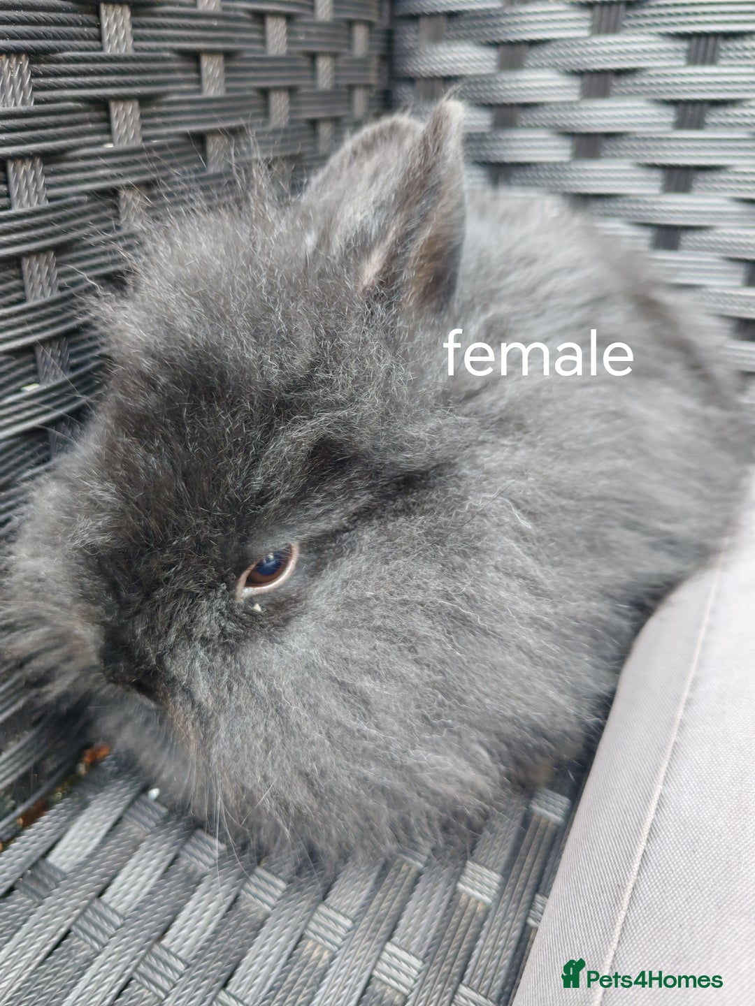 Lionhead rabbits for sale: Double maned lion head babies ready to leave now - Image 4