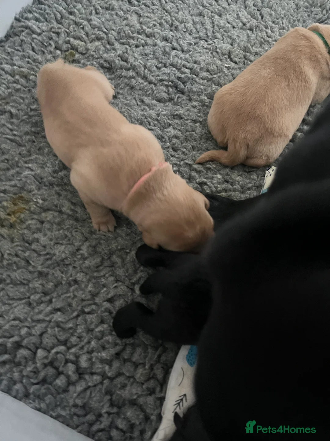 Labrador Retriever dogs for sale: Beautiful Labrador Retriever pups - Advert 9