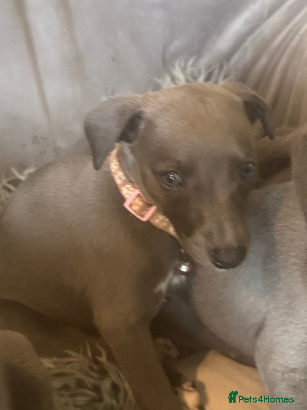 Whippet dogs for sale: Beautiful KC Reg Blue Whippet puppies - Image 15