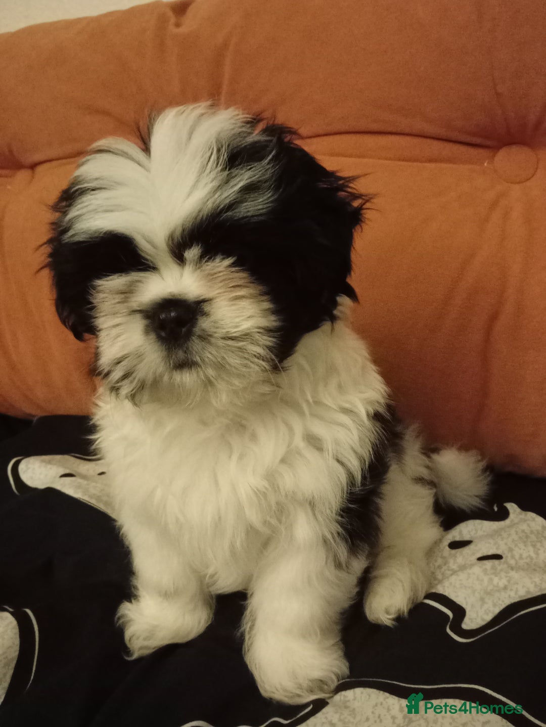 Shih Tzu dogs for sale: Beautiful Miniature Imperial Shih Tzu puppy  - Advert 4