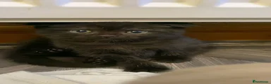 British Shorthair Kitten 4