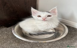 Maine Coon cats for sale: Purebred adorable Maine coon kittens - Image 3