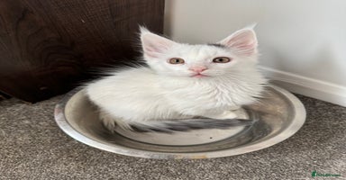 Maine Coon cats - Advert 16