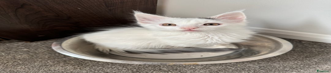 Maine Coon Kitten 2