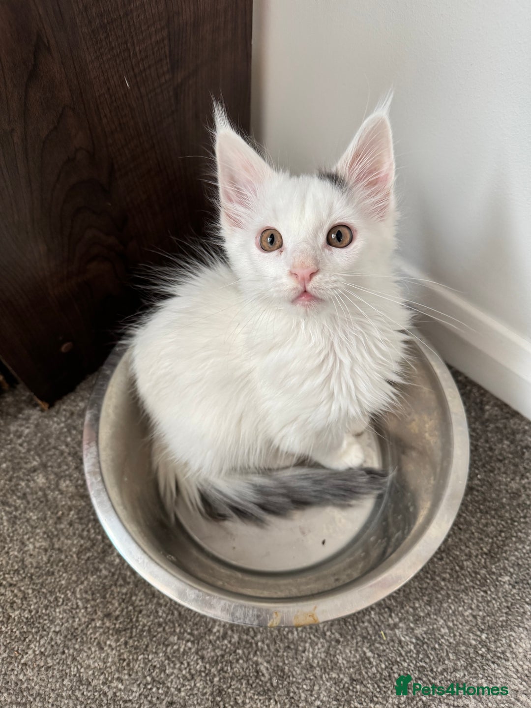 Maine Coon cats for sale: Purebred adorable Maine coon kittens - Image 3