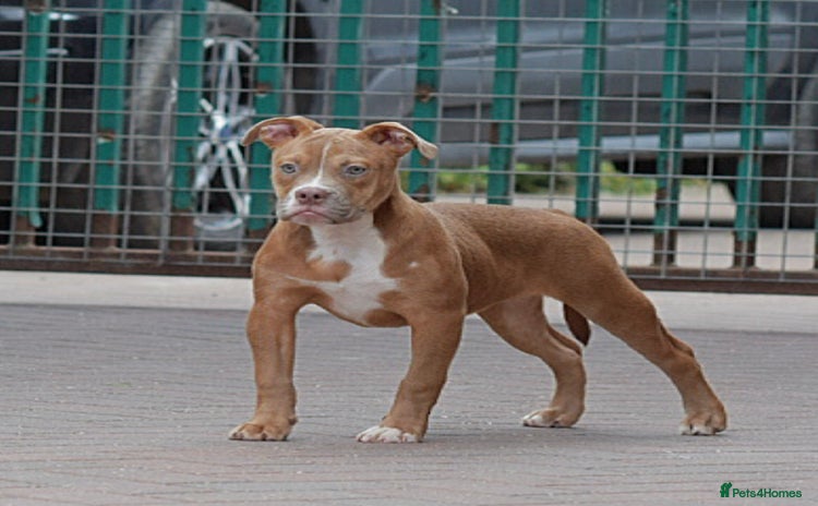 Olde English Bulldogge dogs - Advert 1
