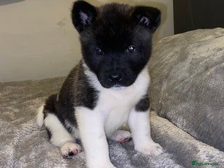 Akita dogs Beautiful American Akita Puppies 9 Boys 3 Females - Advert 13