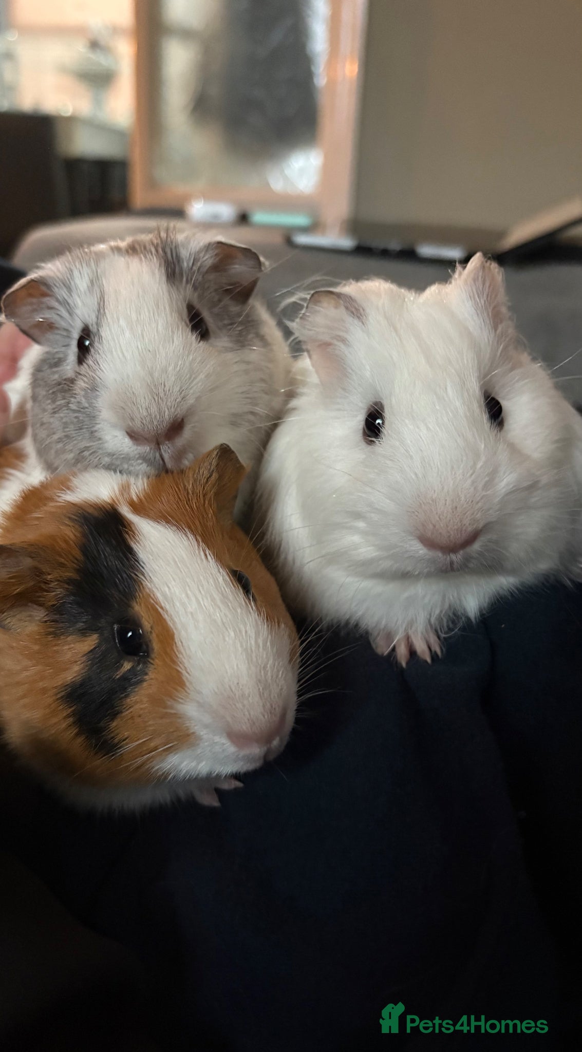 Guinea Pig rodents Guinea pigs for rehoming - Advert 5