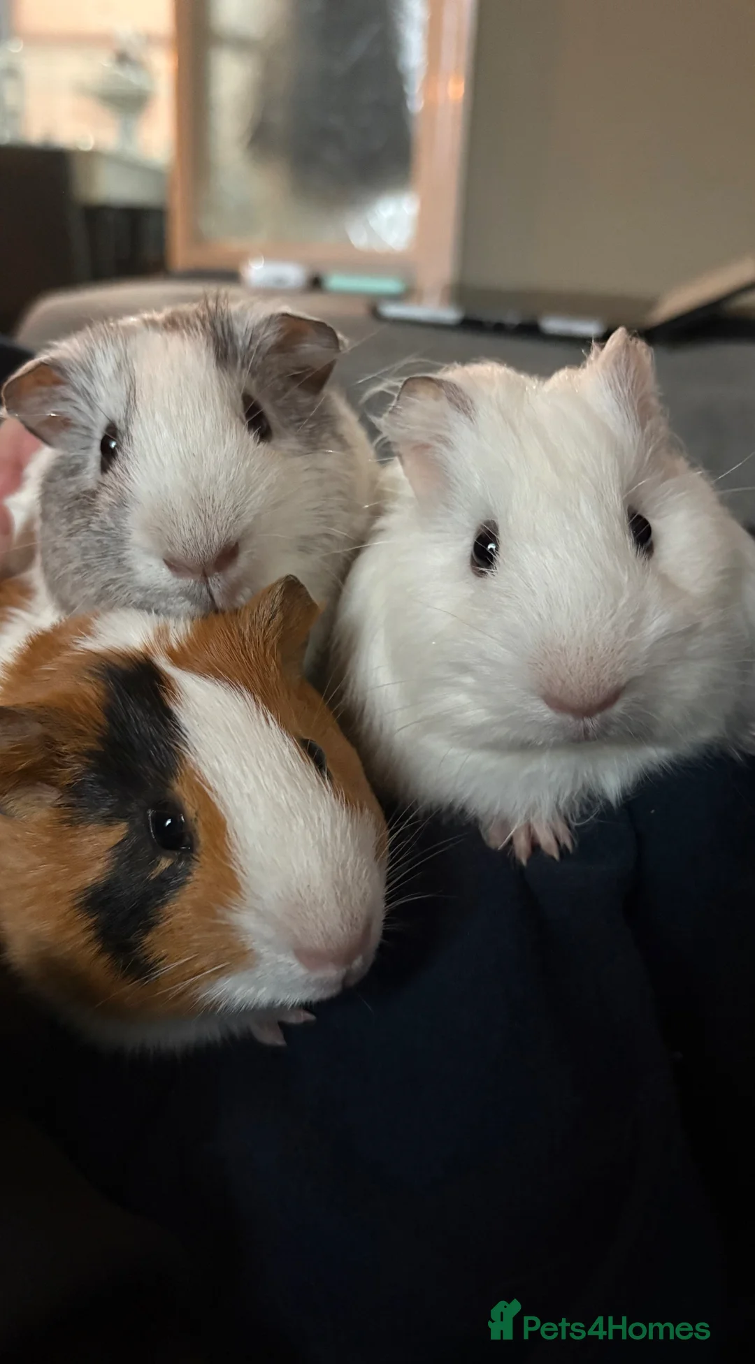 Guinea Pig rodents for sale: Guinea pigs for rehoming - Advert 1