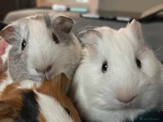 Guinea Pig rodents Guinea pigs for rehoming - Advert 5