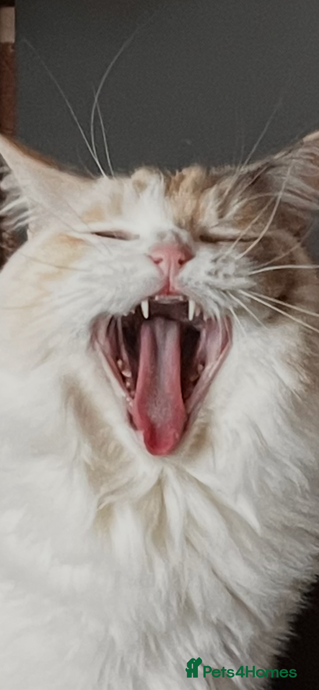 Ragdoll cats for sale: Lucy female ragdoll - Advert 4