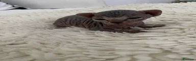 Sphynx Kitten 1