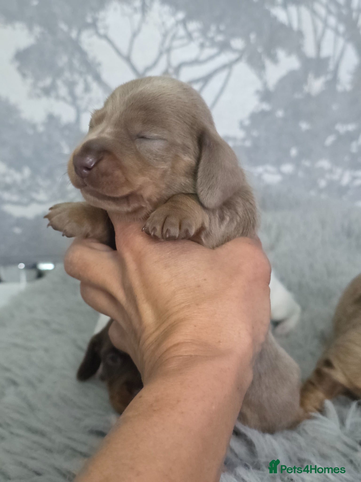 Miniature Dachshund dogs Miniature Dachshund  - Advert 15