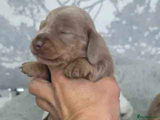 Miniature Dachshund dogs Miniature Dachshund - Advert 15