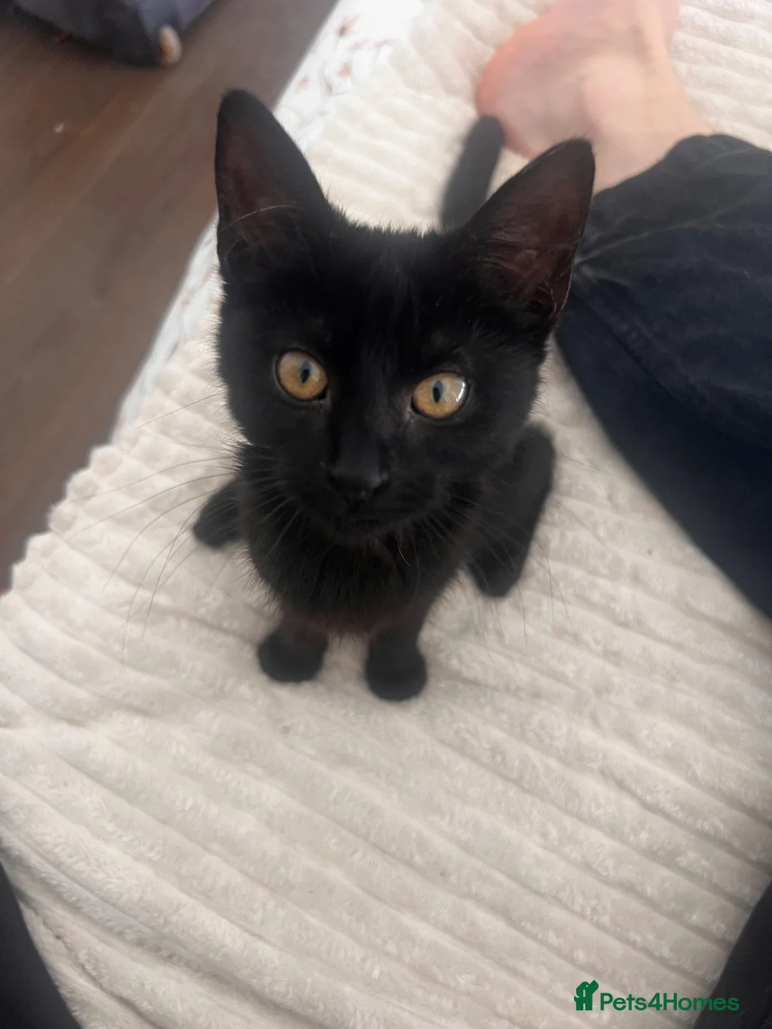 Mixed Breed cats for sale: Gary the cat in Sheffield - Advert 5