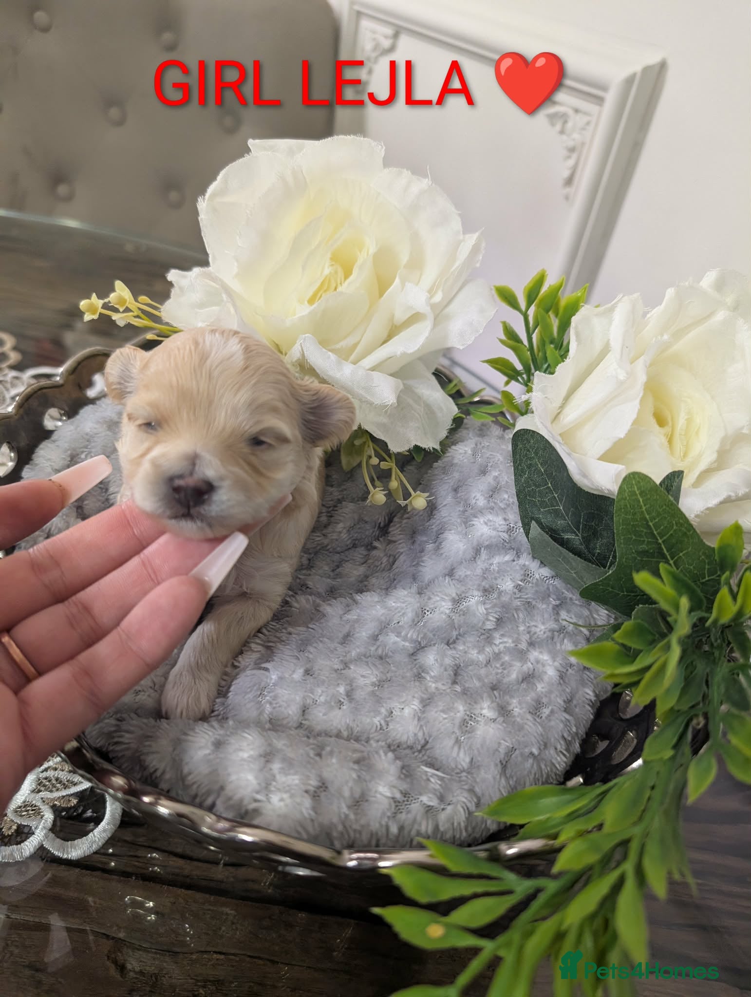 Maltipoo dogs 💫EXCEPTIONAL LUXURY F1 MALTIPOO PUPPIES🩷🩵🩷 - Advert 4