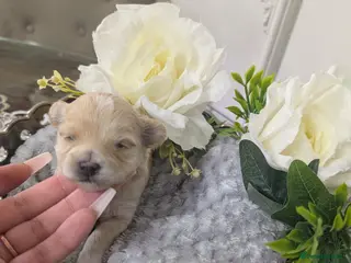 Maltipoo dogs 💫EXCEPTIONAL LUXURY F1 MALTIPOO PUPPIES🩷🩵🩷 - Advert 4