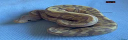 Python Snake reptiles for sale: Baby Ball Pythons - Advert 6