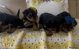 Yorkshire Terrier dogs for sale: Beautiful Yorkshire terrier puppy’s  - Image 6