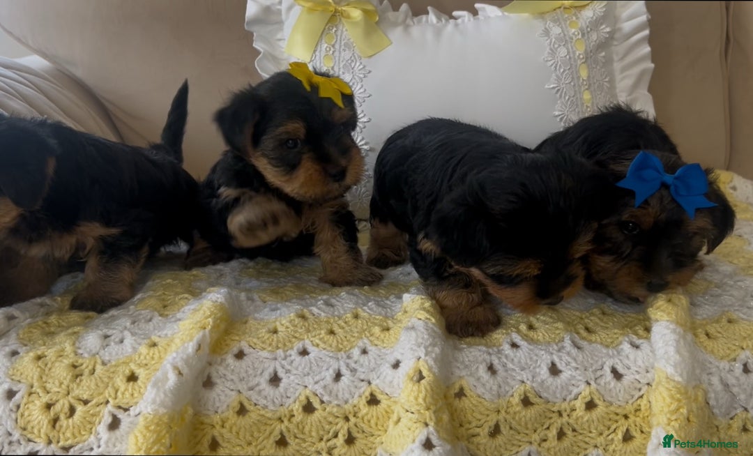 Yorkshire Terrier dogs for sale: Beautiful Yorkshire terrier puppy’s  - Image 6