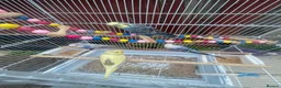 Budgerigars birds for sale: 4 budgies for sale 2 tamed  in Northampton - Advert 10