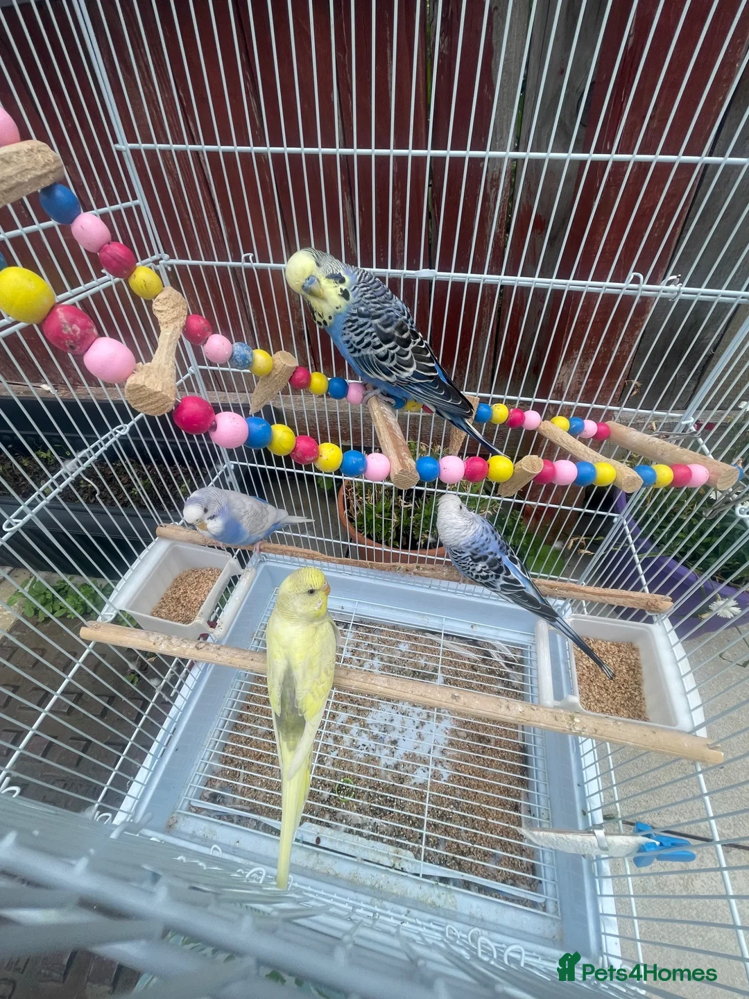 Budgerigars birds for sale: 4 budgies for sale 2 tamed  in Northampton - Advert 10