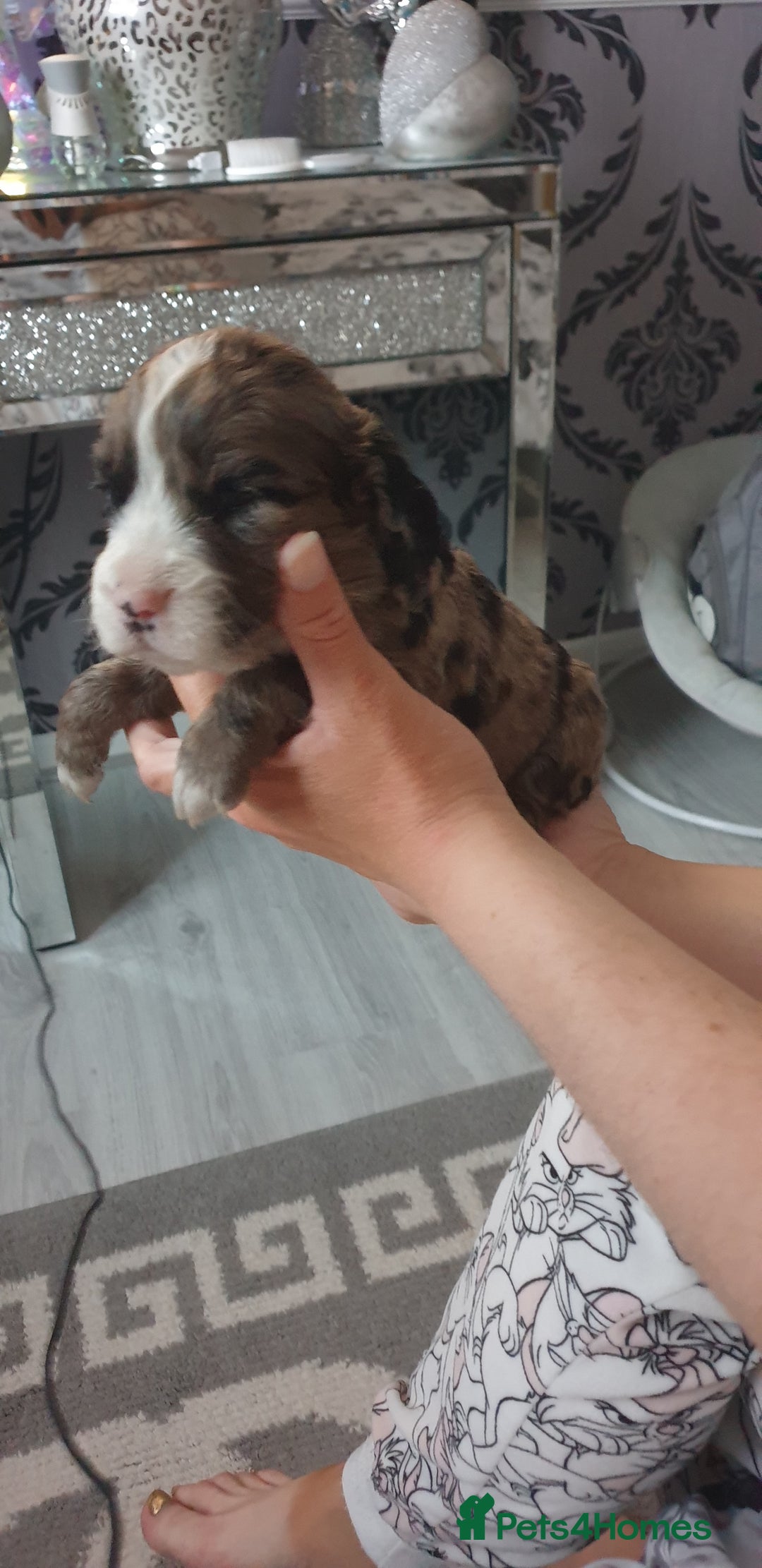 Cocker Spaniel dogs for sale: Cocker spaniel puppies  - Image 5