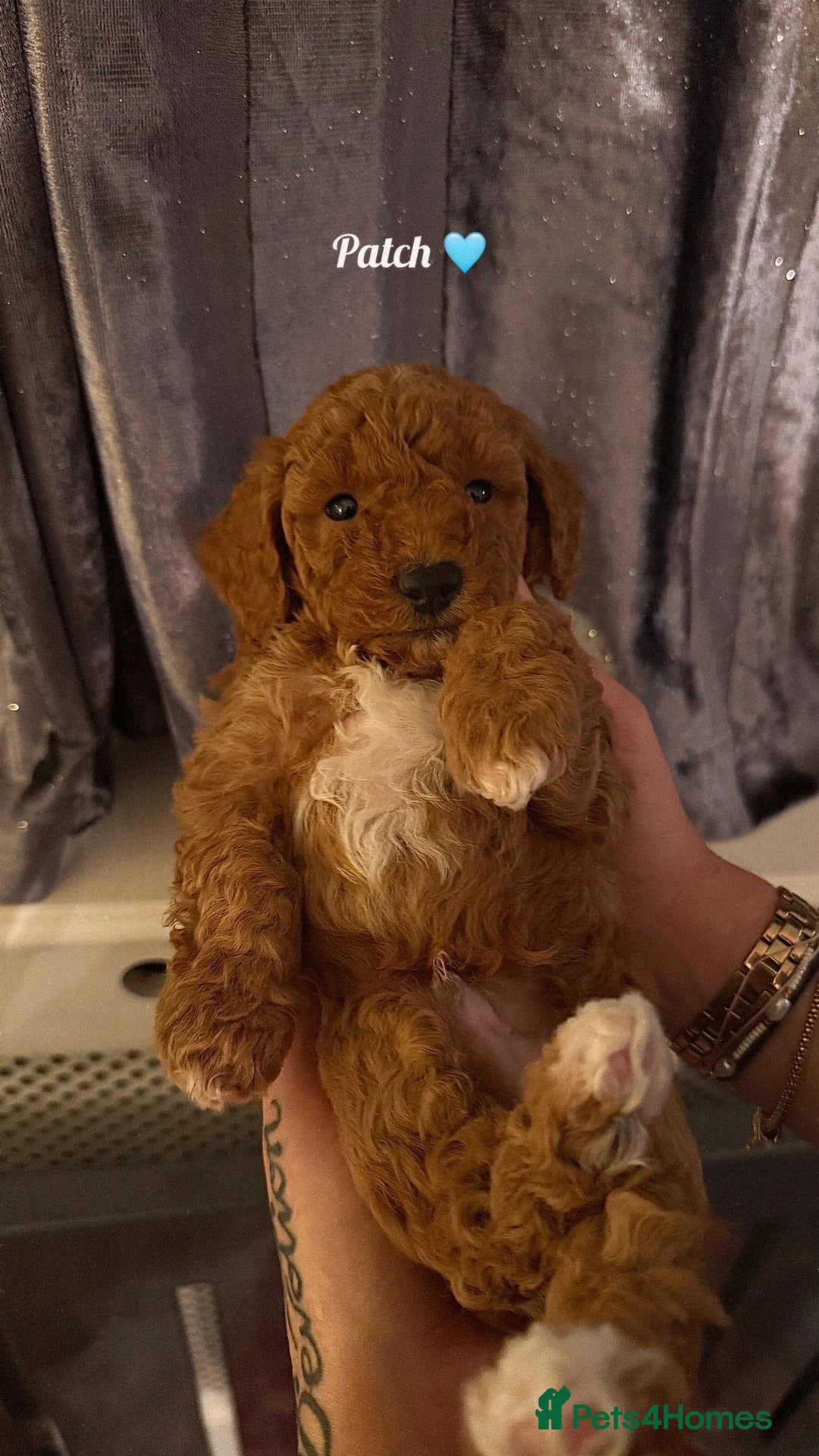 Cockapoo dogs for sale: F1 Cockapoo Puppies - Image 3