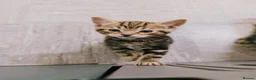 Mixed Breed cats for sale: Beautiful tabby boy kitten  in Woodbridge - Advert 10