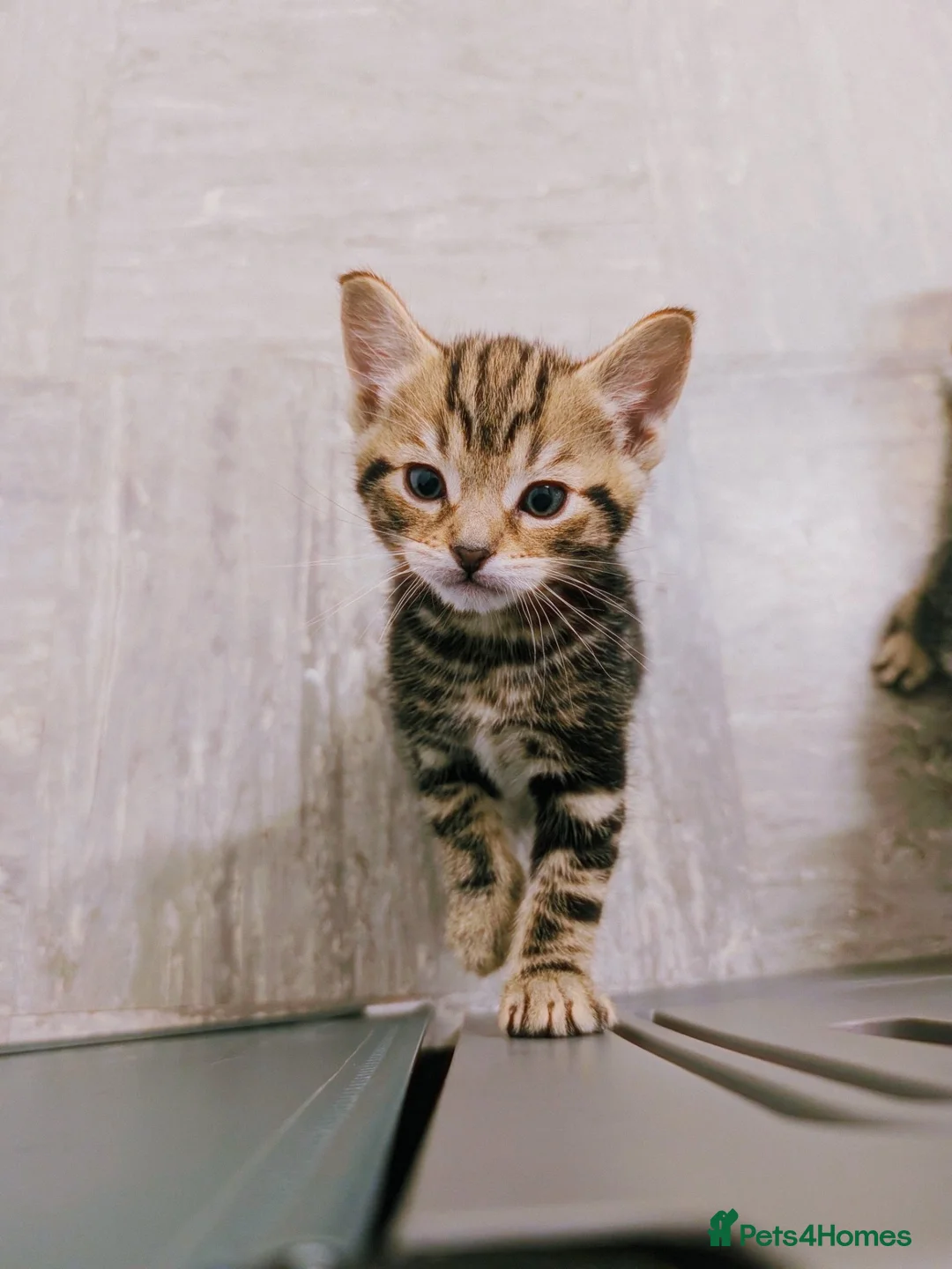 Mixed Breed cats for sale: Beautiful tabby boy kitten  in Woodbridge - Advert 10