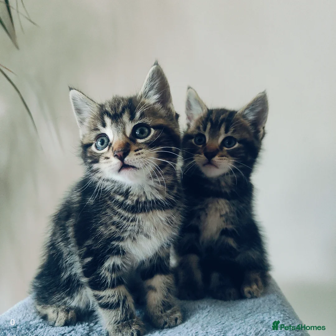 Maine Coon cats for sale: Stunning Maine Coon cross Boys-5 Beautiful fluffy - Advert 12