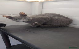 Russian Blue cats for sale: Full pedigree Russian blue kitten READ DESCRIPTION in Bradford - Image 4