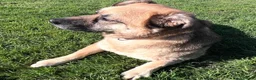 German Shepherd dogs for adoption: Molly 3.5 years friendly girl - Advert 3