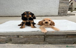 Cocker Spaniel dogs for sale: KC Health tested show type cocker spaniel puppies - Image 1