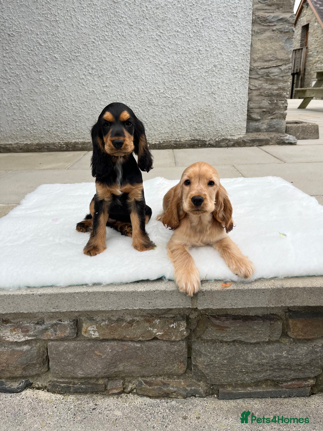 Cocker Spaniel dogs for sale: KC Health tested show type cocker spaniel puppies - Image 1