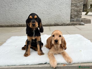 Cocker Spaniel dogs - Advert 4