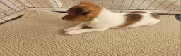 Mixed Breed dogs for sale: Jack Russell 3/4 1/4 chihuahua - Advert 4