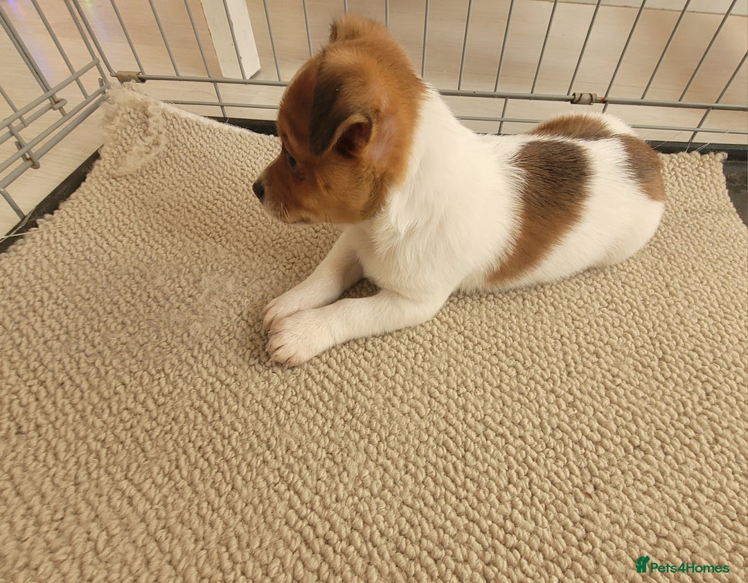 Mixed Breed dogs for sale: Jack Russell 3/4 1/4 chihuahua - Advert 4