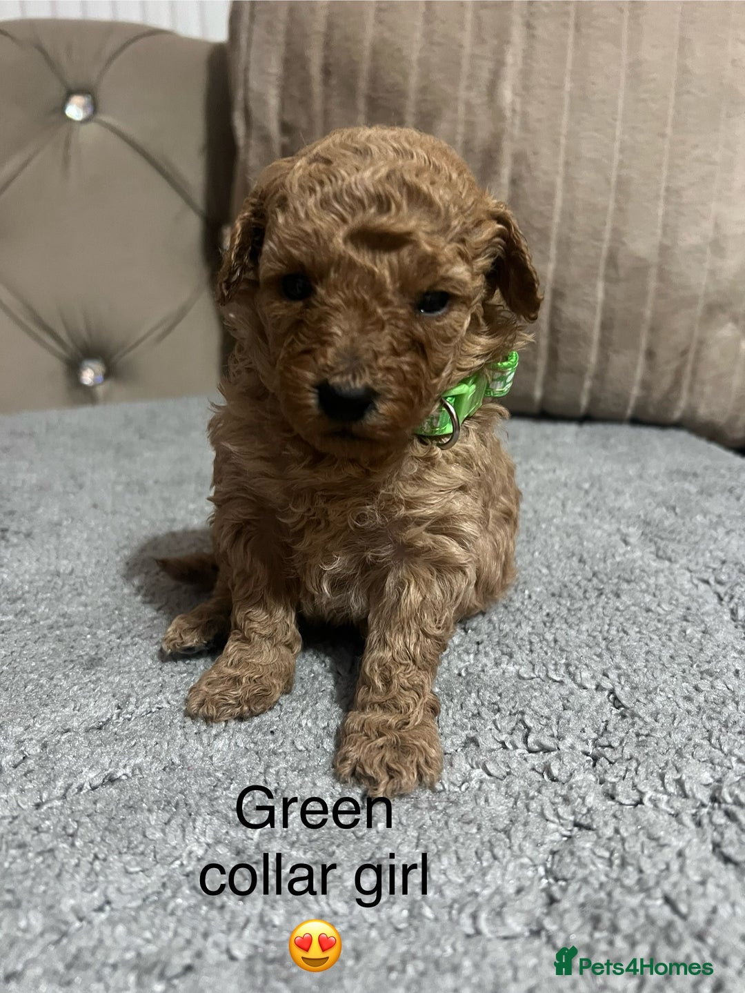 Cavapoo dogs for sale: Cavapoos ready 22nd January  - Advert 8