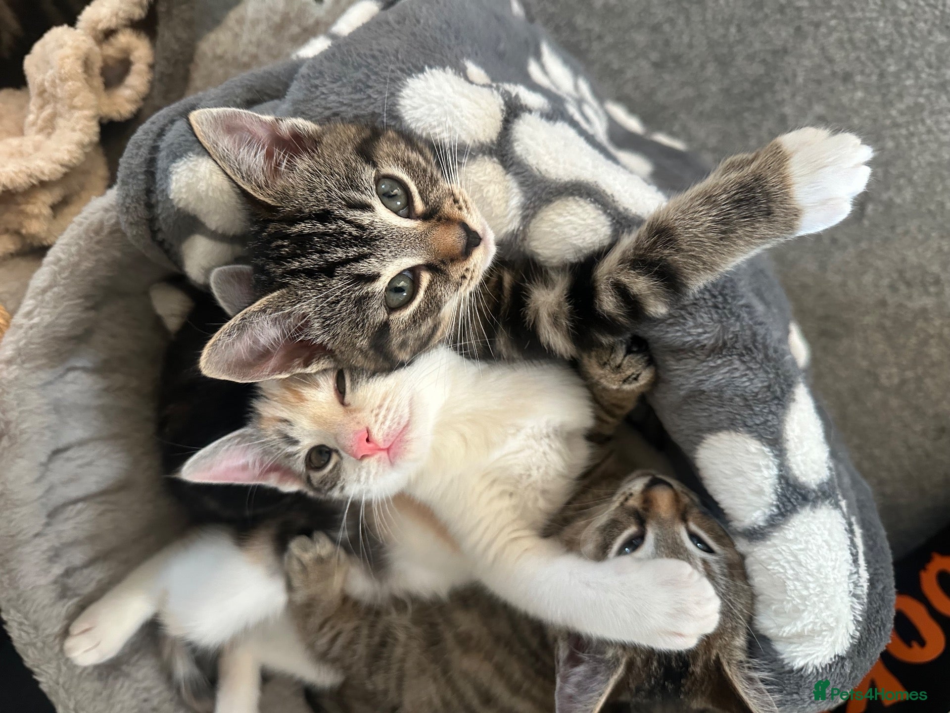 Mixed Breed cats for sale: Beautiful Ragdoll Mix Kittens –  Litter Ready Soon - Advert 2