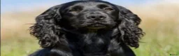 Cockerdor dogs for sale: Here i have 3 stunning cocker spaniel puppies - Advert 3