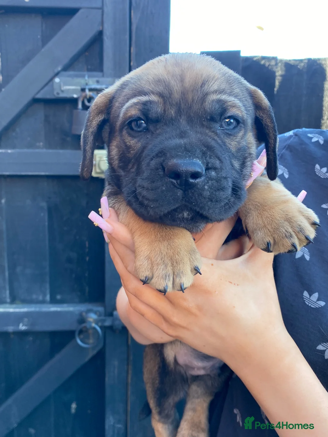 Mixed Breed dogs for sale: Frenchie cane corso cross puppies for sale  in Stoke-on-Trent - Advert 7